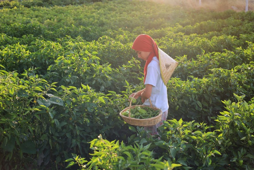 Grower harvesting peppers in a green field