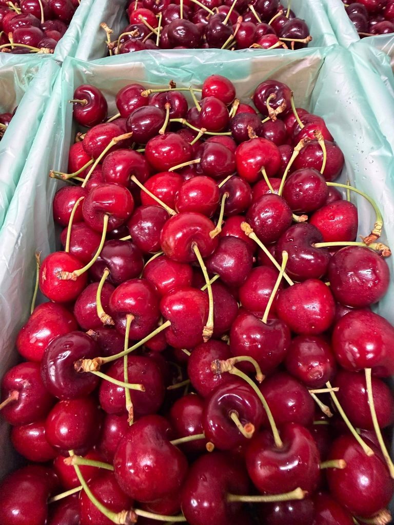 Boxes of fresh red cherries